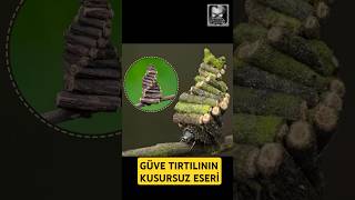 GÜVE TIRTILINDAN KUSURSUZ MİMARİ [upl. by Ellimaj505]