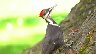 Pileated Woodpecker Female In Action [upl. by Allimrac486]