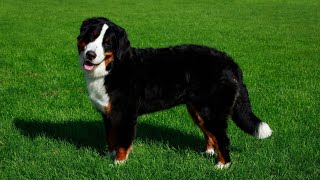 Grooming and Care for Bernese Mountain Dogs [upl. by Ellenwahs]