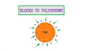 8 BLOCKS TO POLYSPERMY [upl. by Fennelly737]