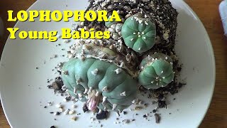 Plant Traveller Lophophora williamsii How to re pot young peyote cactus [upl. by Ozkum254]