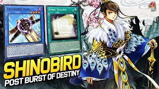 Deck Shinobird Post Burst of Destiny [upl. by Collayer]