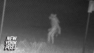 Terrifying picture shows unidentified creature roaming Texas zoo  New York Post [upl. by Humph]