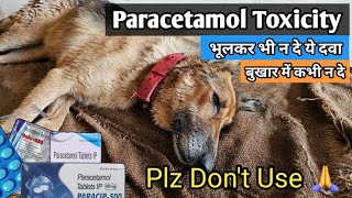 Paracetamol Toxicity in Dogs amp Cats  कहीं आपके pets के लिए जानलेवा साबित न हो जाये ☹️ [upl. by Nikolai]