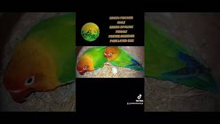 GREEN FISCHER MALE GREEN OPALINE FEMALE BREEDER FOSTER PAIR START LAYING EGGS FISCHER LOVEBIRDS OPA [upl. by Soneson]