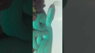 Trimeresurus Insularis blue🩵 trimeresurusinsularis blueinsularis pitviper shorts [upl. by Love130]