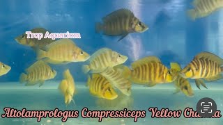 22032024 Wild Caught Tanganyika Specials Trop Aquarium Singapore [upl. by Suriaj]