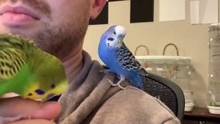 Incredible talking parakeet talks nonstop and drops the beat captioned [upl. by O'Driscoll147]