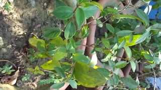 Anti Diabetic  GYMNEMA SYLVESTRE India [upl. by Mason]