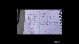 Evolution of urinogenital system in vertebrates  MSc zoology 3rd sem  Hindi notes [upl. by Dyanna]