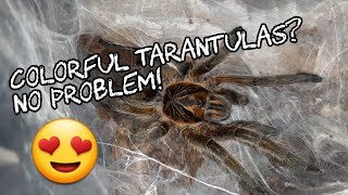 My Colorful Tarantulas Magaganda at Tumetakedown [upl. by Ayanet]