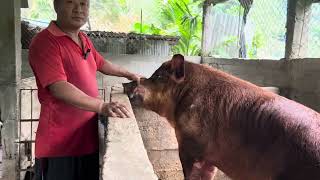 Pig Farming Latest VideoThulungs Pig Farm New updateriverland pig [upl. by Dyche]