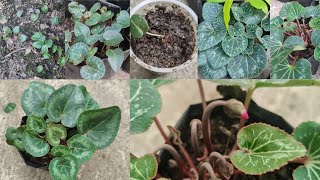 How to Grow Cyclamen Flowers from Seeds  Episode 1 [upl. by Yortal875]