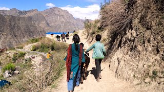 dharme brothers son herding cows with villagers friends ruralnepall [upl. by Trabue]