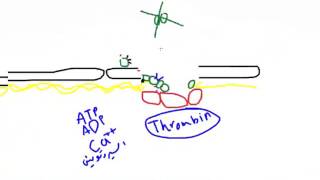 الإرقاء Hemostasis وتخثر الدم Blood coagulation [upl. by Jane]