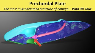 Prechordal Plate Prochordal Plate  Prechordal Mesoderm  Oropharyngeal membrane [upl. by Brag]