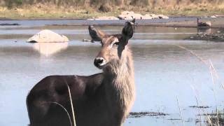 Waterbuck Wasserbock [upl. by Erie29]