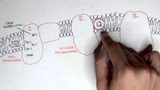 PART I  Oxidative Phosphorylation Electron Transport Chain [upl. by Eitra923]