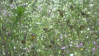 Bando de Pintassilgos comendo sementes de nabo forrageiro  Hooded Siskin  Sporagra magellanica [upl. by Enetsuj]