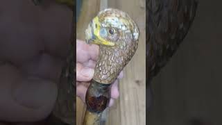 restoring a walking stick woodworking carving bird repair restoration craft memory DIY fyp [upl. by Burkle]