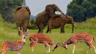 4k wildlife jungle safari  animals life in jungle  relaxing nature 4k [upl. by Enila]