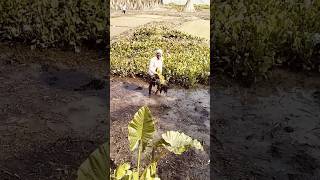 Farmer removing water hyacinth from the fieldAmazing World Views [upl. by Adnocahs798]