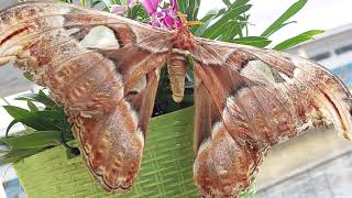 One of the largest Moth Attacus atlas 😲  difference between moth and butterfly [upl. by Lrig]