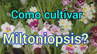 Como cultivar Miltoniopsis O Ogro responde [upl. by Beckerman]