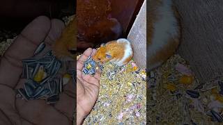 হ্যামস্টারকে সকালের খাবার খেতে দিলাম। hamster life [upl. by Nirrad]