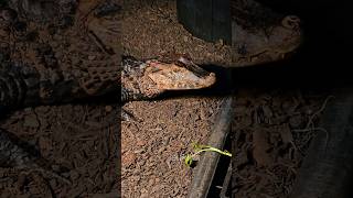 Cuviers Dwarf Caiman Basking share reptiles trending caiman subscribe shorts new beautiful [upl. by Reichel]