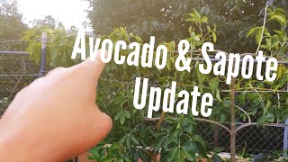 Avocado amp Sapote Update 022815 High Density Espalier Gardener [upl. by Paxton]