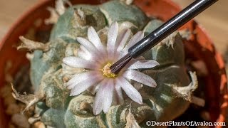 How to pollinate Cactus flowers for seed  Lophophora williamsii Peyote cactus [upl. by Annyrb]