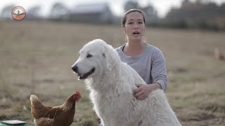 Livestock Guardian Dogs 101 [upl. by Michi627]