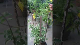 Another simple trellis ideas for climbing plants [upl. by Anatsirhc]