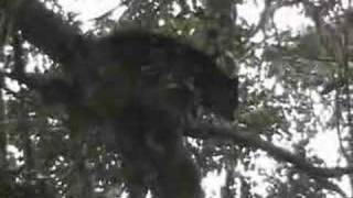 Andean bear in cloud forest [upl. by Ellerahs288]