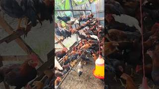 Peternakan ayam kampung yang sangat menjanjikan ayam ayamkampung [upl. by Dix]