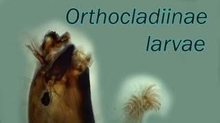 Orthocladiinae larvae [upl. by Einavoj967]