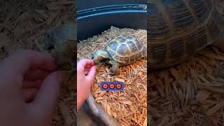 Torty feels exposed 😭😂😂😂 funny pets cute tortoise [upl. by Atnoek]