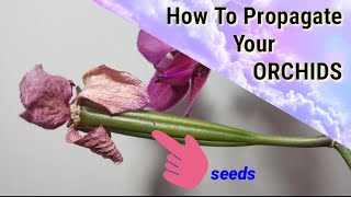 How To Cross Pollinate Phalaenopsis Orchids [upl. by Enehpets]