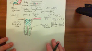 Gastric Acid Secretion Part 1 [upl. by Ehling106]