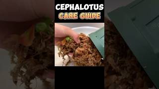 Carnivorous Plants Cephalotus Follicularis Care Guide CarnivorousPlantGrowing shorts [upl. by Ylrebmit]