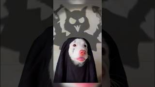 Ce gentil chien veut avoir lair effrayant à Halloween  😱 shorts [upl. by Nadabas]