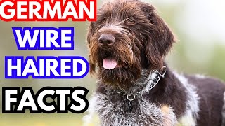 German wirehaired pointer  Top 10 Facts [upl. by Colwell]