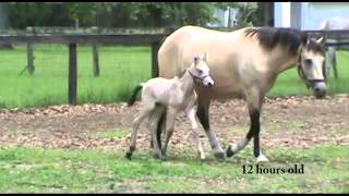 Naturally Gaited Mangalarga Marchador Foal [upl. by Lowrie720]