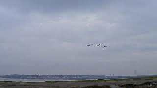 Wildfowling Duck Shooting A Tide Flight [upl. by Maleen]