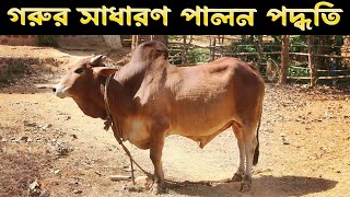 গরুর সাধারণ পালন পদ্ধতি  ShakibAgrovet [upl. by Fallon]