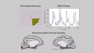 Retinotopic map reconstructed from magnetoencephalography MEG by VBMEG [upl. by Vladamar479]