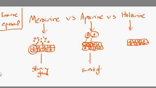 merocrine vs apocrine vs holocrine [upl. by Gerbold546]