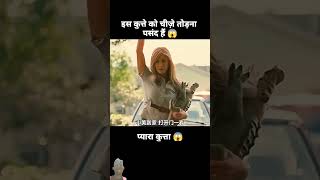 इस कुत्ते को चीज तोड़ना पसंद है 😱 dog amazingfacts doglover motivation factsinhindi dogs [upl. by Lemahs69]