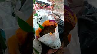 Germination Seed For 🌱Plant 🥭Mango shortvideo shorts nature germination plants trending 4k [upl. by Joab841]